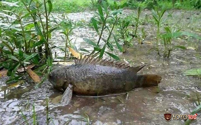 Nằm mơ thấy cá chết trên cạn liên quan đến vấn đề sức khỏe