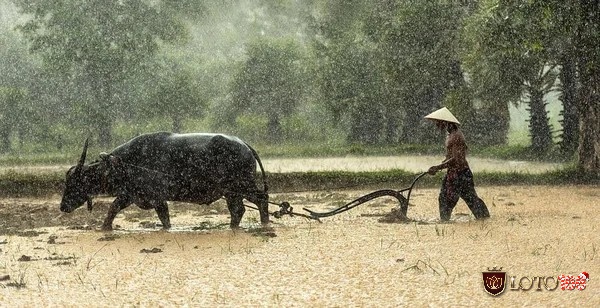 Khi nằm ngủ mơ thấy trâu cày ruộng đánh đề con gì ?