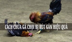 Cách chữa gà chọi bị rút gân: Top 4 cách hiệu quả nhanh chóng