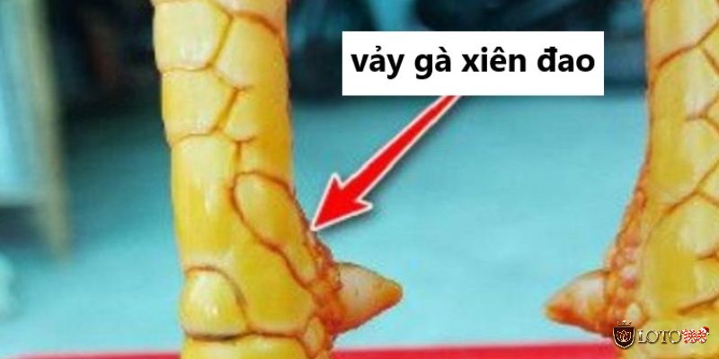 Gà vảy xuyên đao là một trong những giống gà phổ biến nhất hiện nay